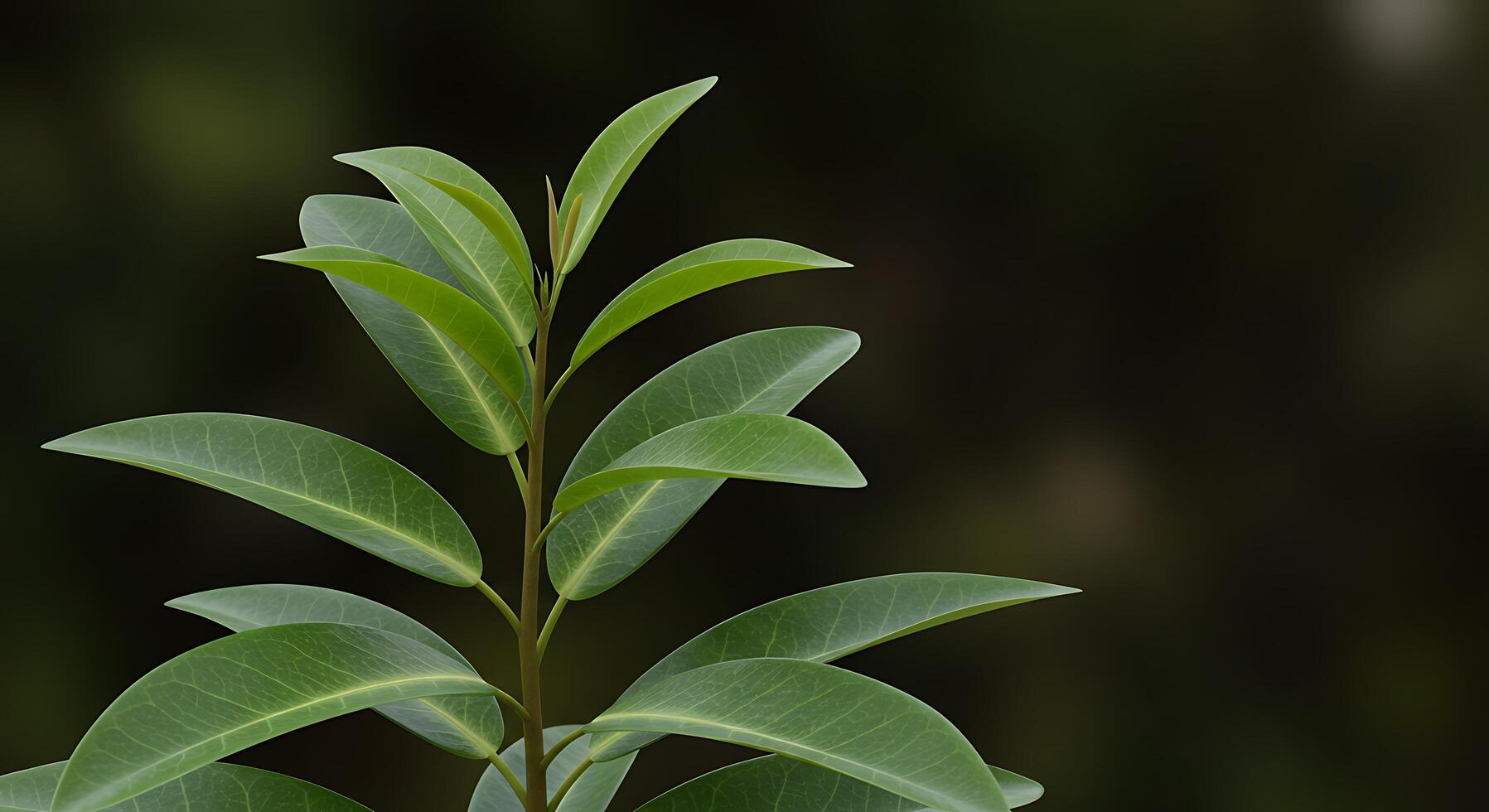 A close up of a plant with leaves photo