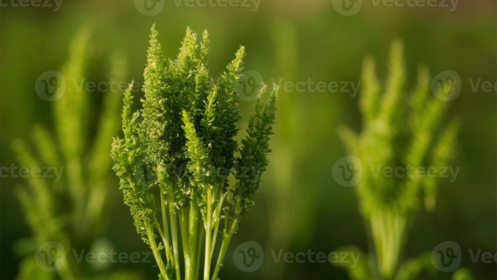 Amaranth Greens A cinematic close-up of fresh amaranth greens, highlighting their vibrant green leaves and red veins, set against a softly blurred vegetable background. photo