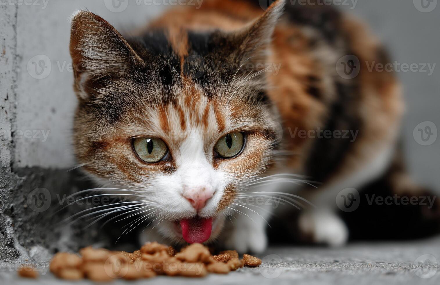 Cute calico cat enjoying dry food on concrete floor in ultra realistic close up photography photo