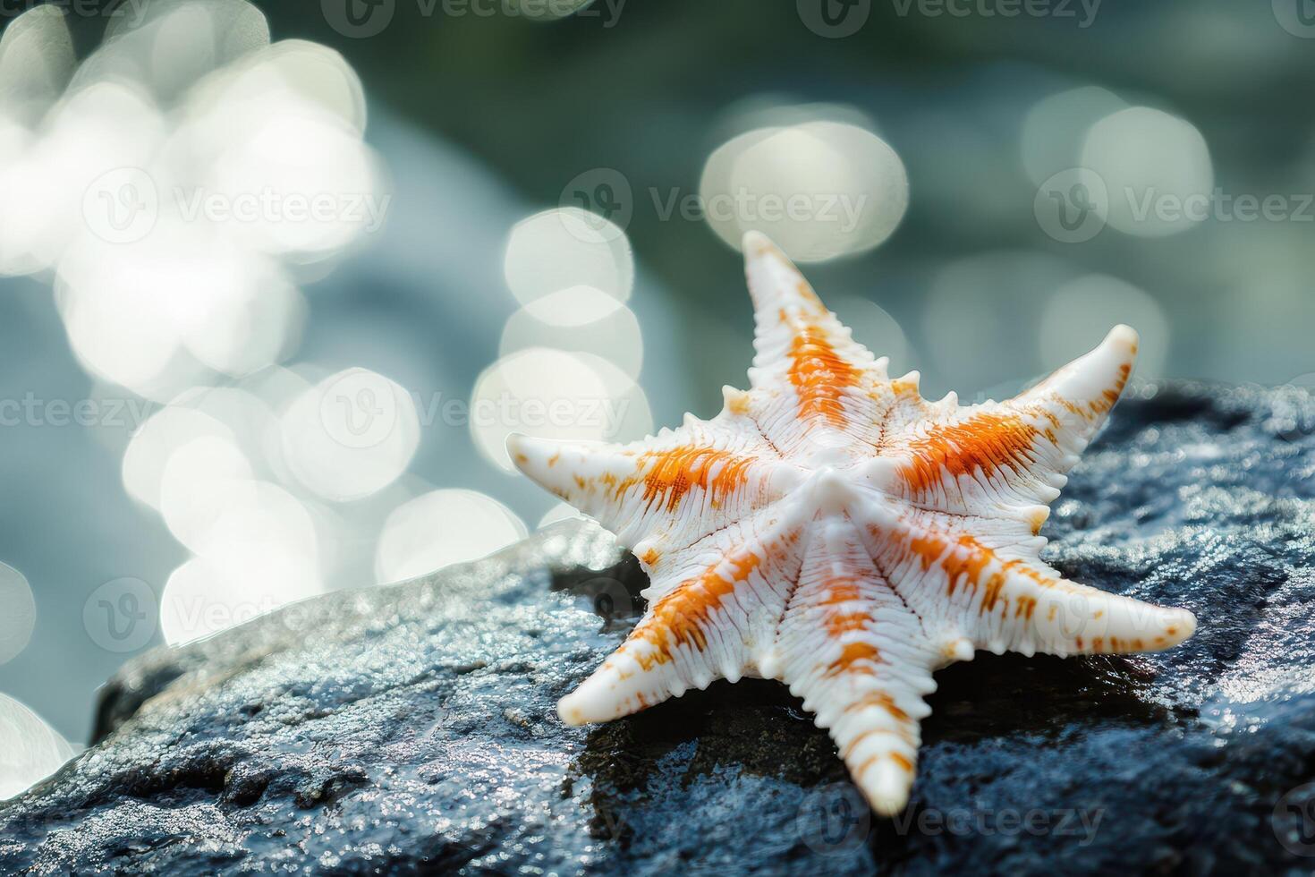 Colorful starfish resting on wet rock by the water photo
