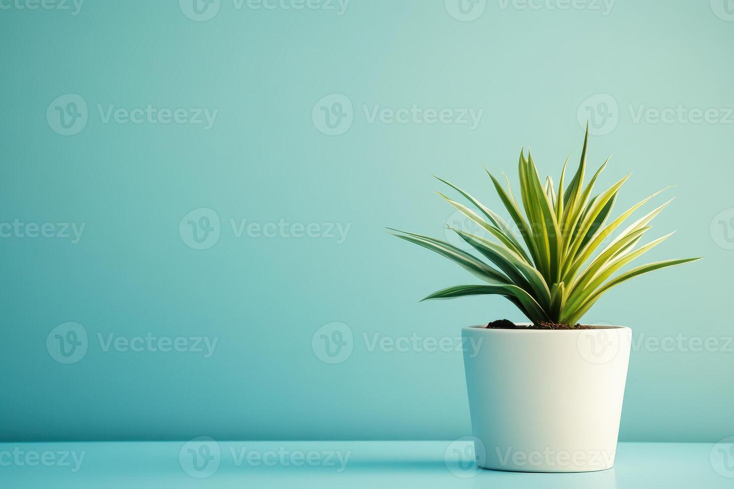 Green plant in a white pot on blue background photo