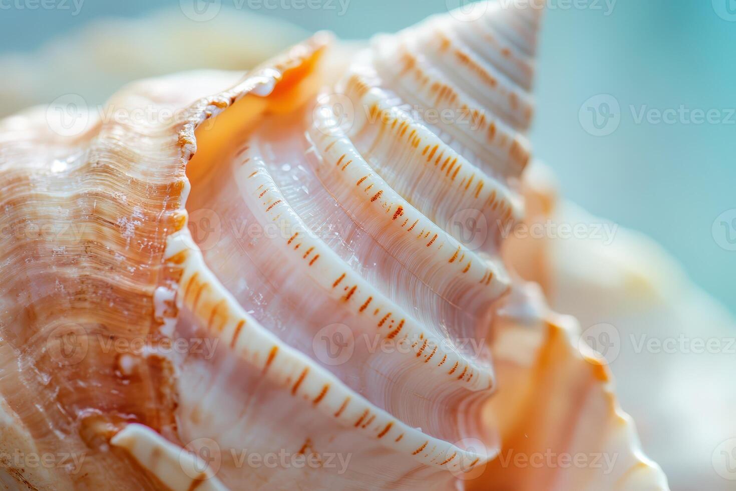 Intricate patterns on a beautiful shell photo