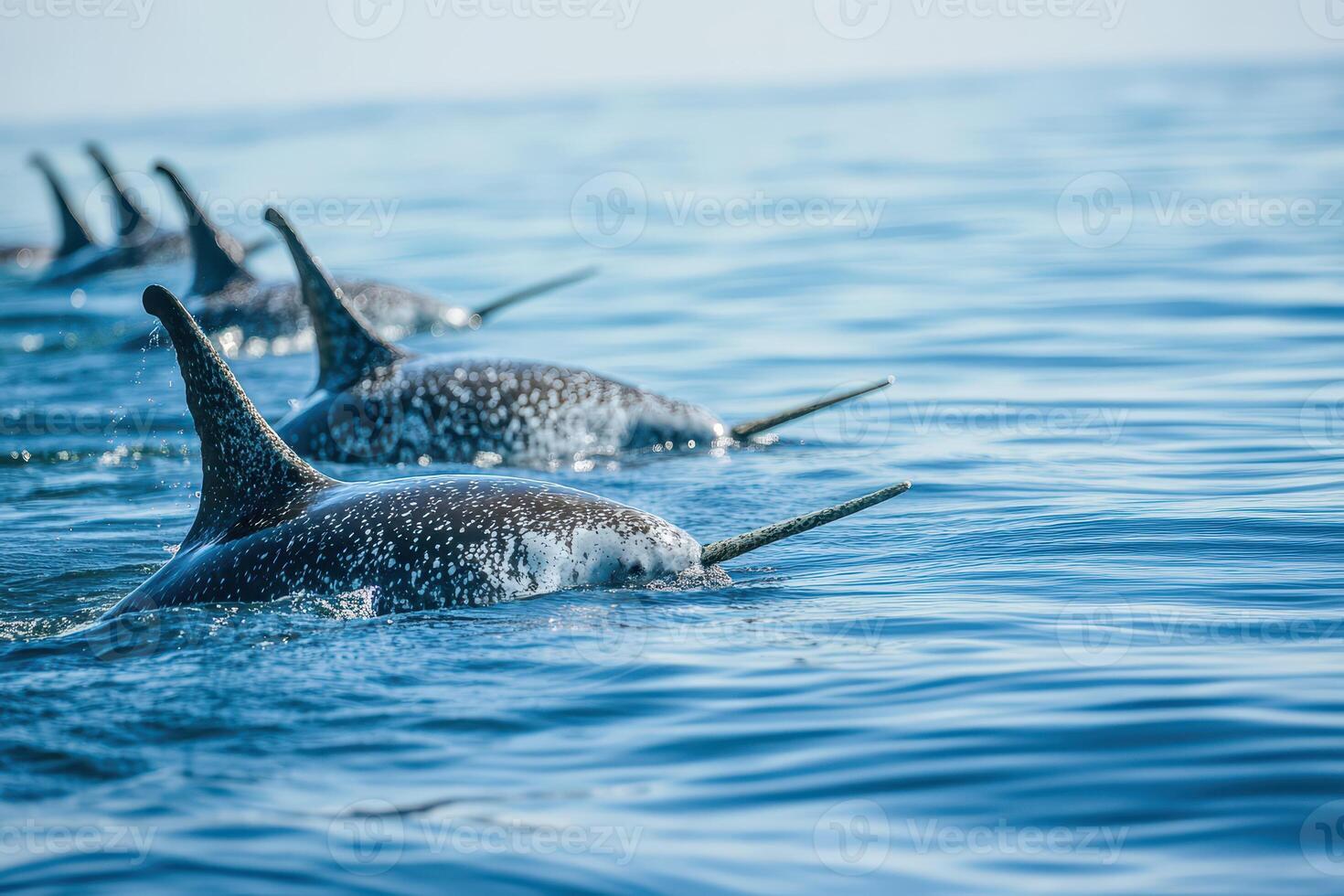 Narwhals swimming gracefully in calm ocean waters photo