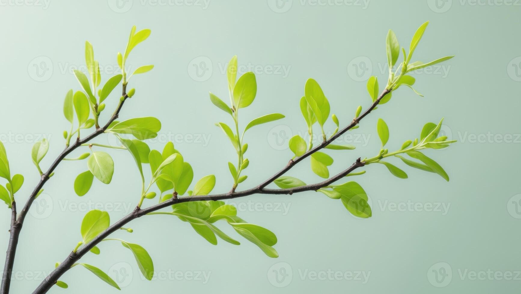 A branch with green leaves on a light blue background photo