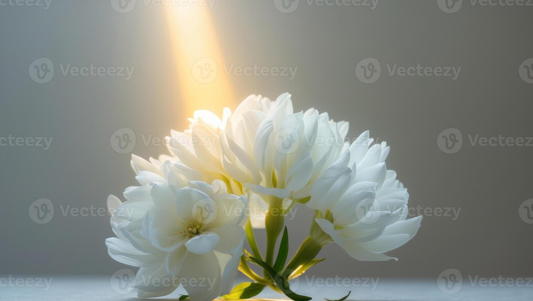White flowers illuminated by sunlight, a delicate still life composition. photo