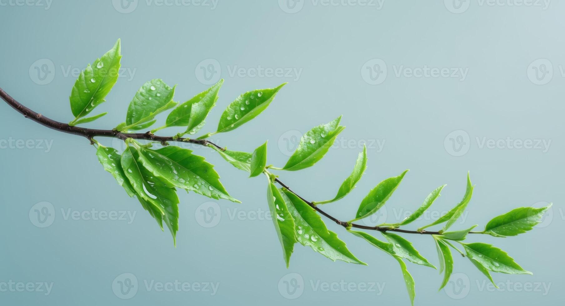 A branch with green leaves on a blue background photo