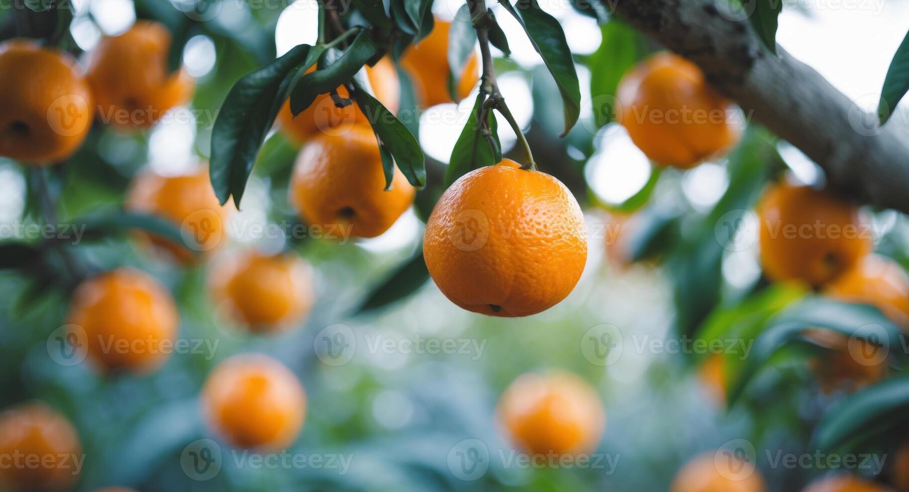 Oranges Hanging on Tree Branches with Green Leaves and Bokeh Background, Close Up. photo