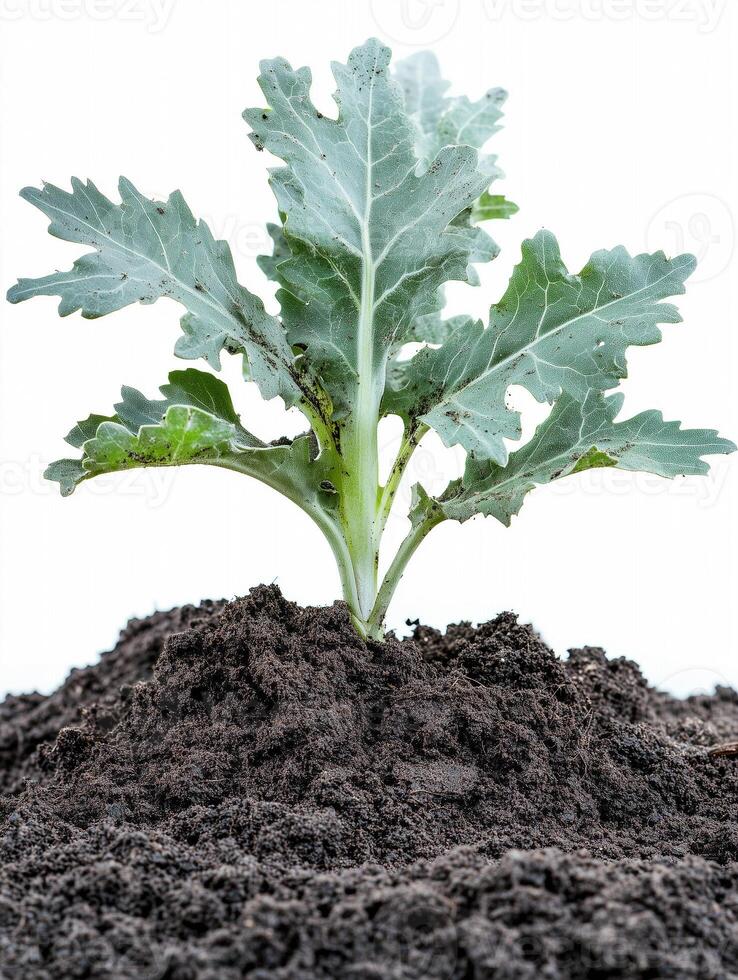 A plant growing in the soil on a white background photo