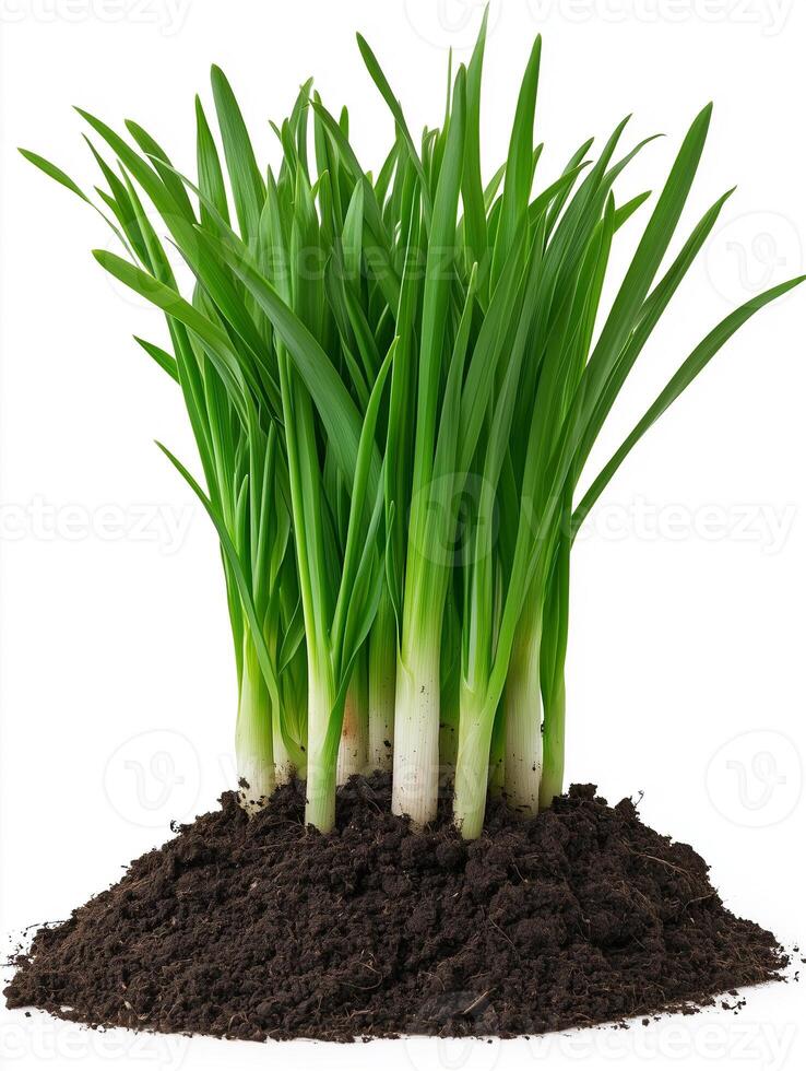 Green grass sprouts in soil on white background photo