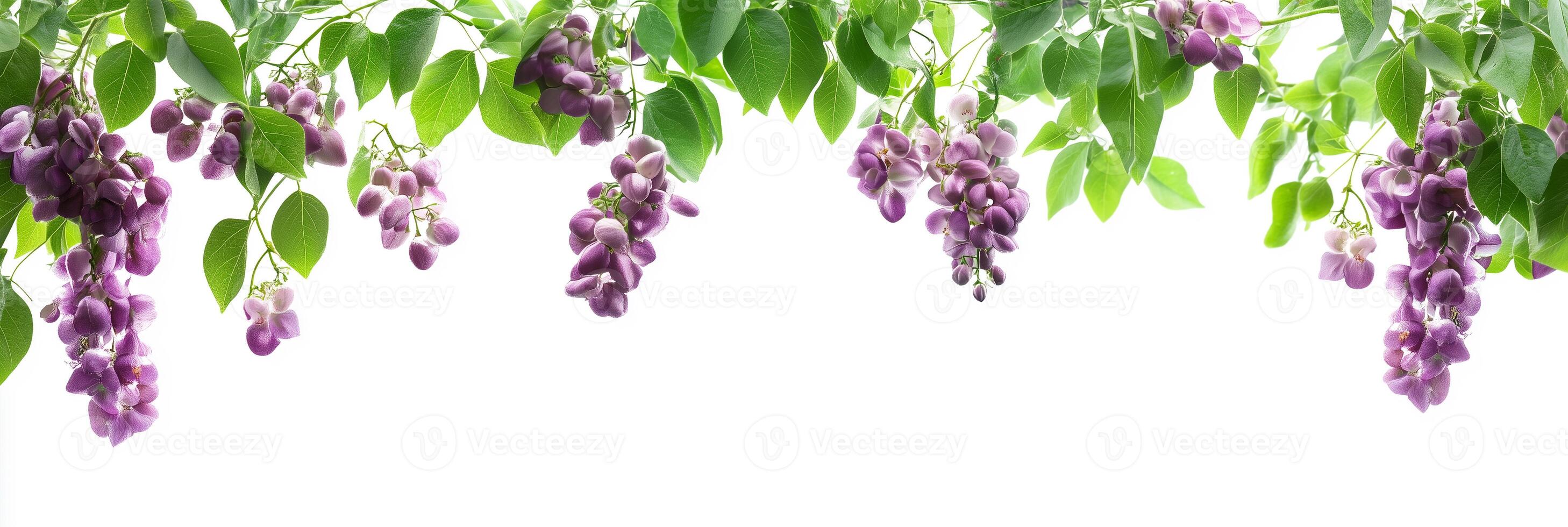 Purple wisteria flowers hanging from a branch photo