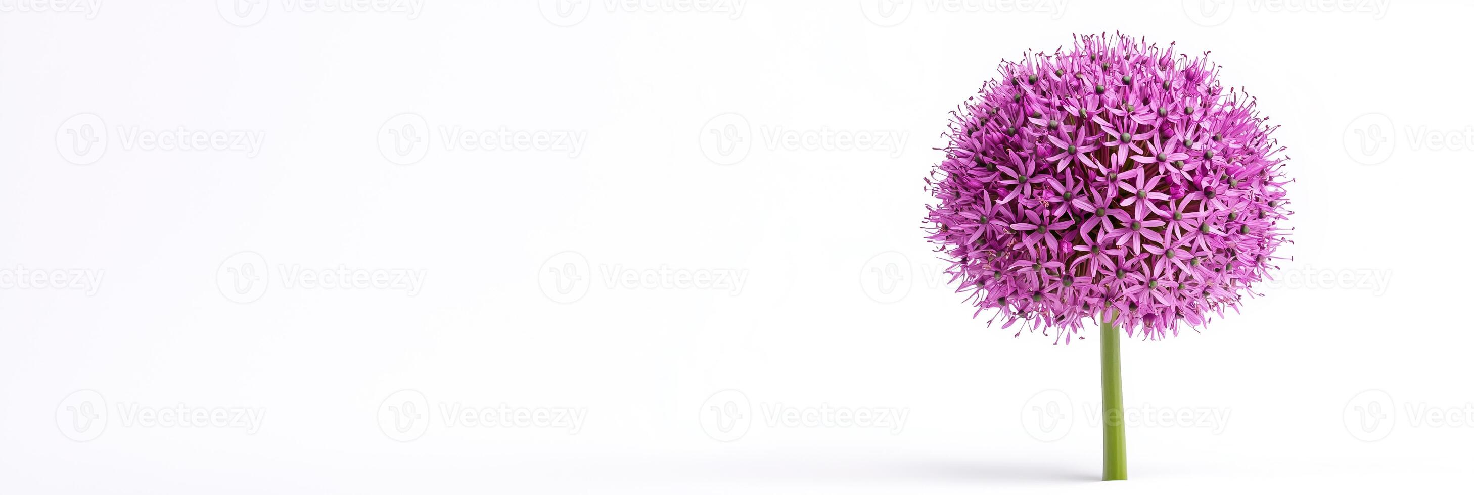 A single purple flower is standing in front of a white background photo