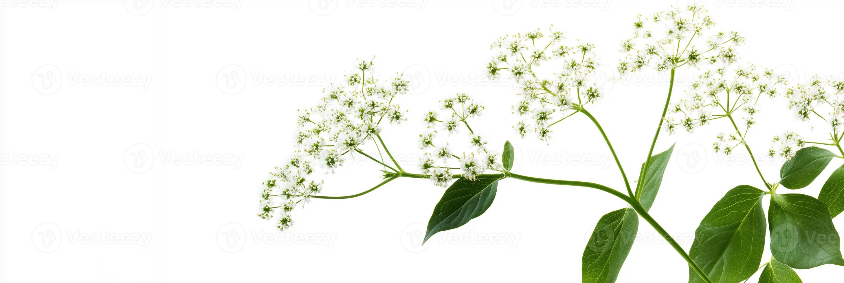 A plant with white flowers on a white background photo