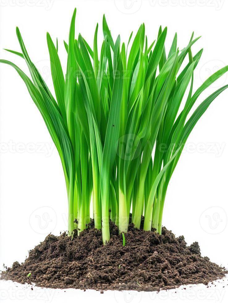 Green grass growing in soil on white background photo