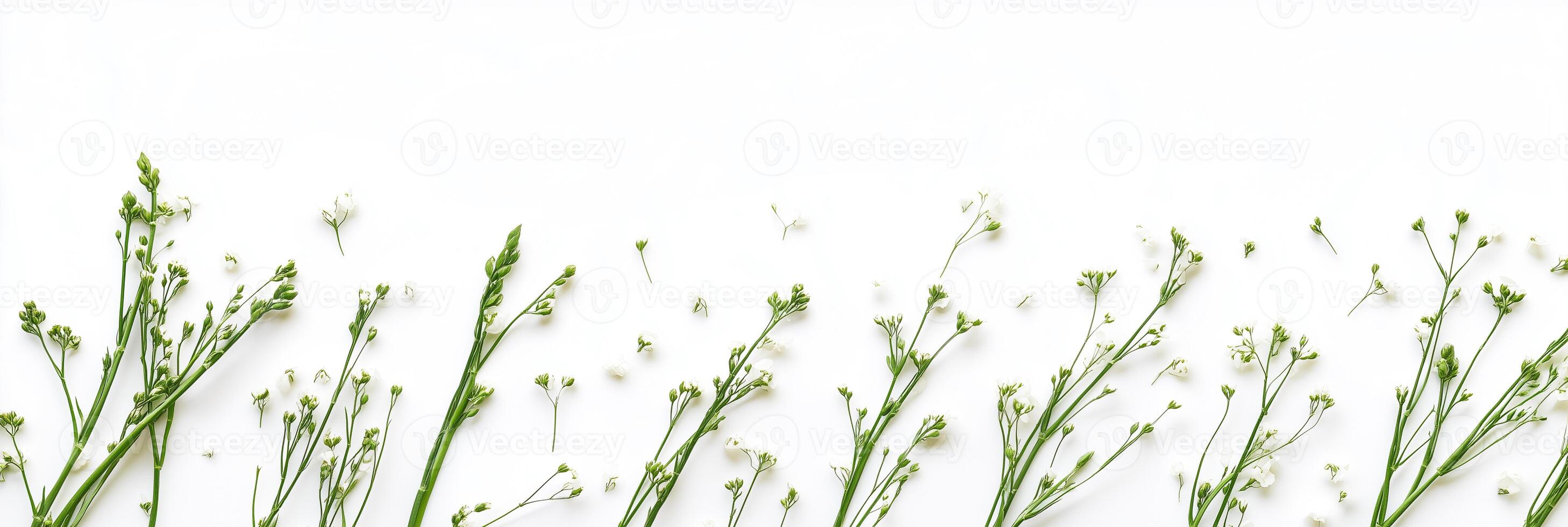 A bunch of grasses on a white background photo