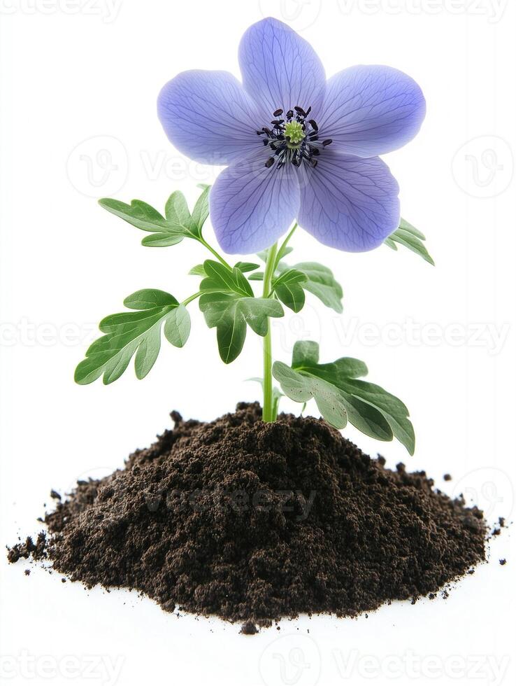 Anemone flower in soil isolated on white background photo