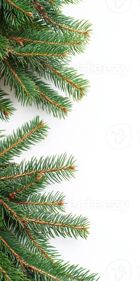 Christmas tree branches on white background photo