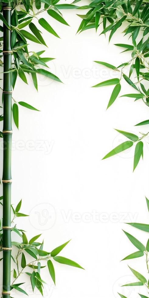 Bamboo frame with green leaves on white background photo