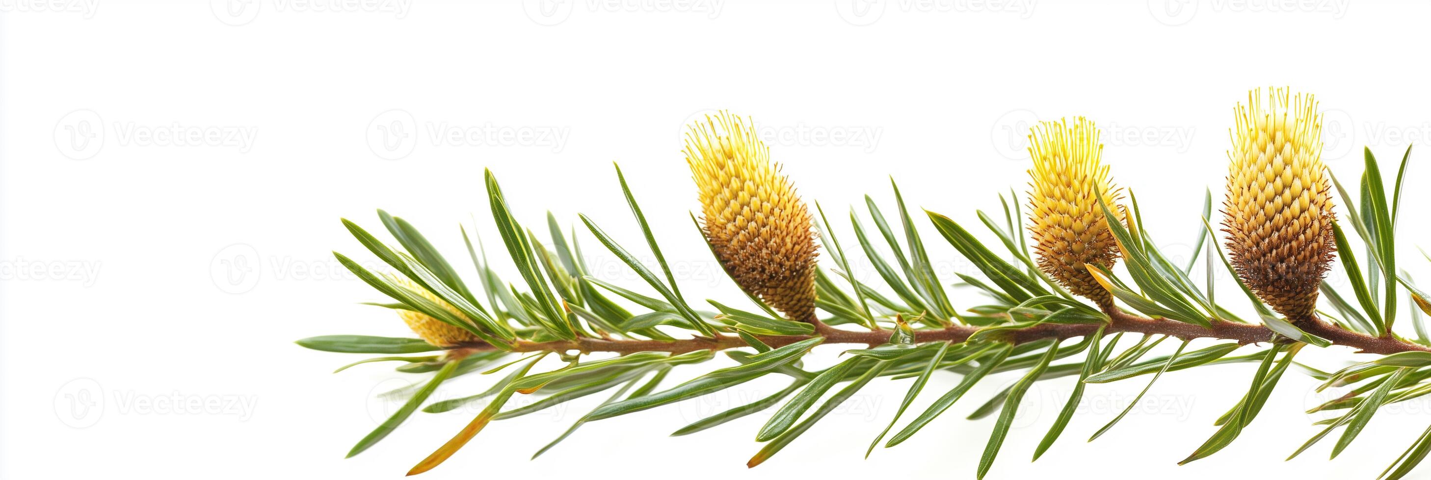 A branch of pine tree with yellow flowers photo
