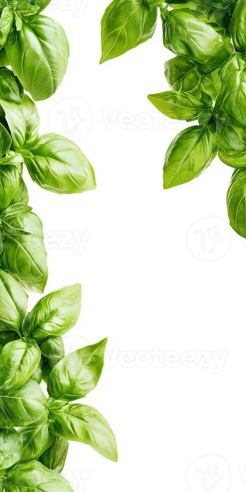 Fresh basil leaves on white background photo