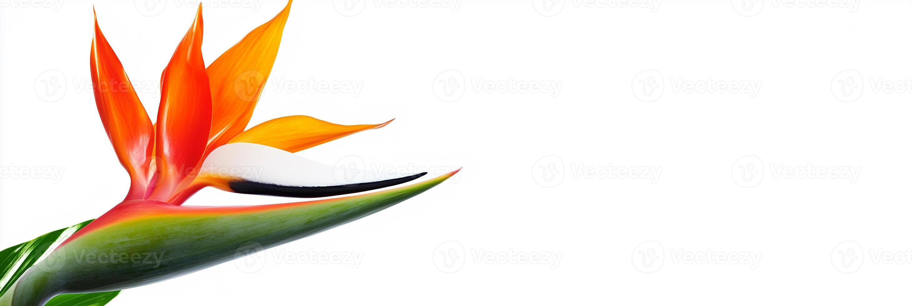 Bird of paradise flower isolated on white background photo