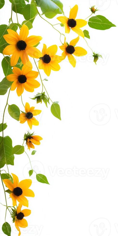 Yellow sunflowers on a white background photo