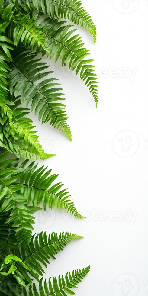 Green fern leaves on white background photo