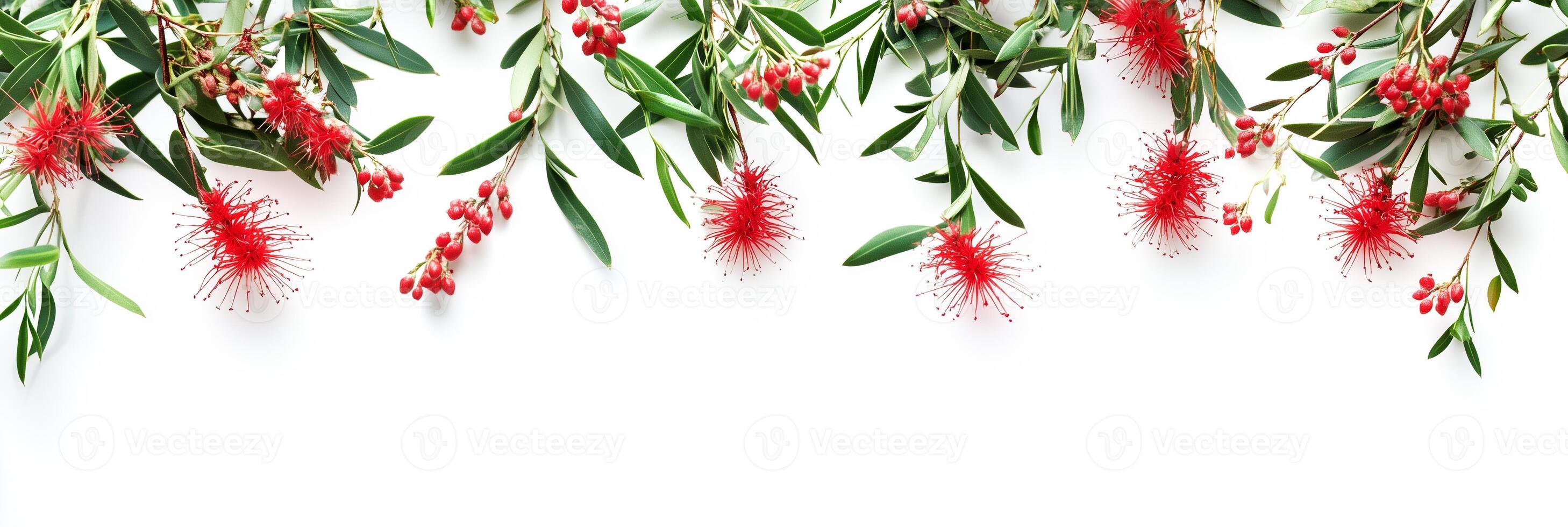Red flowers and leaves on a white background photo