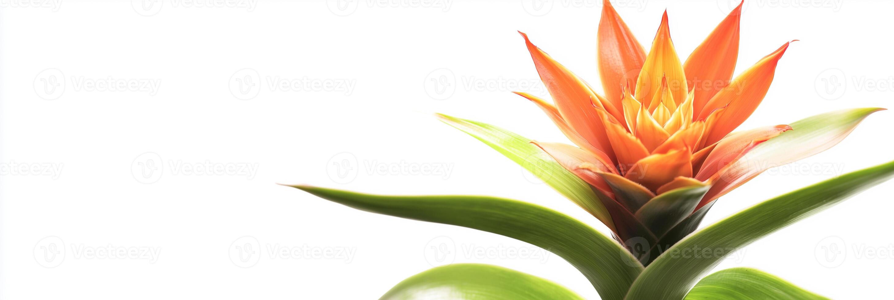 A flower with orange petals and green leaves photo