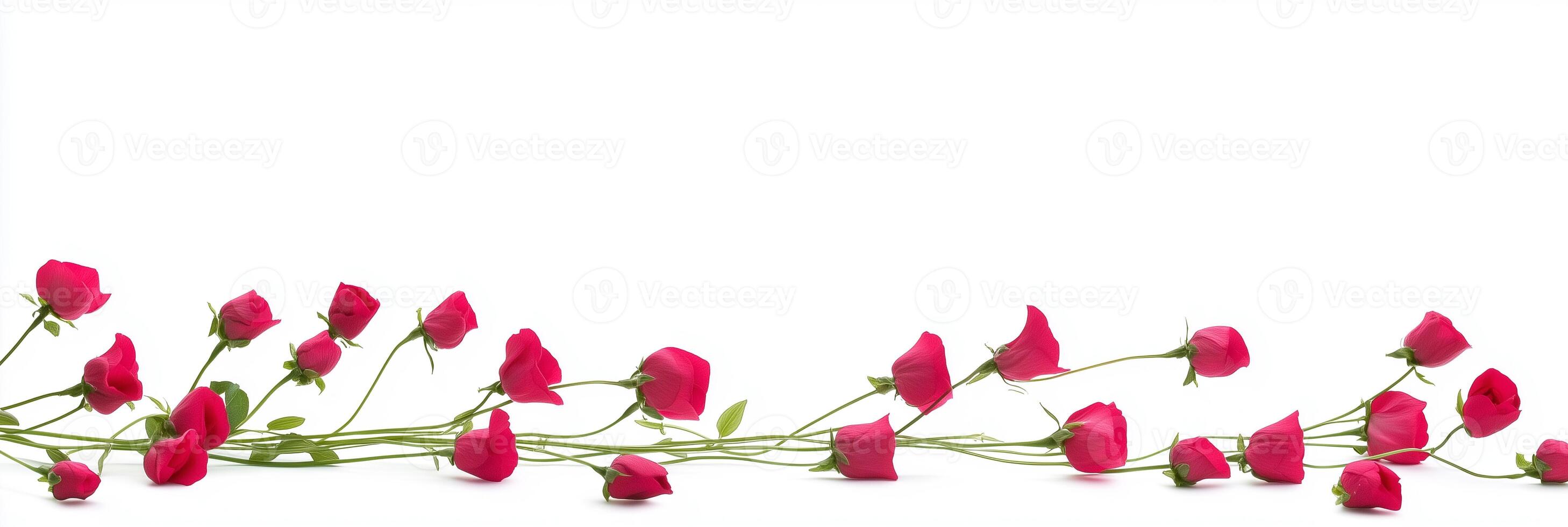A bunch of red roses are arranged on a white background photo