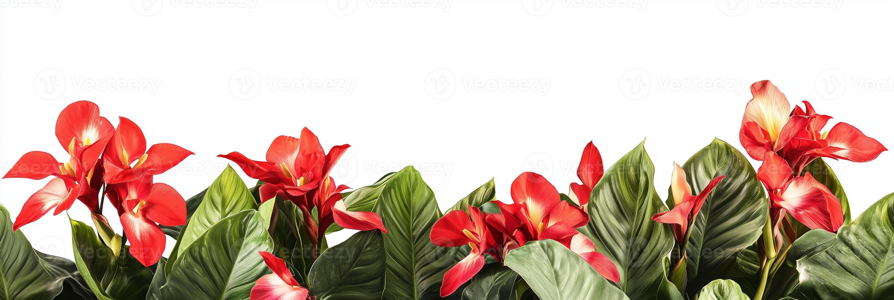 A group of red flowers with green leaves photo