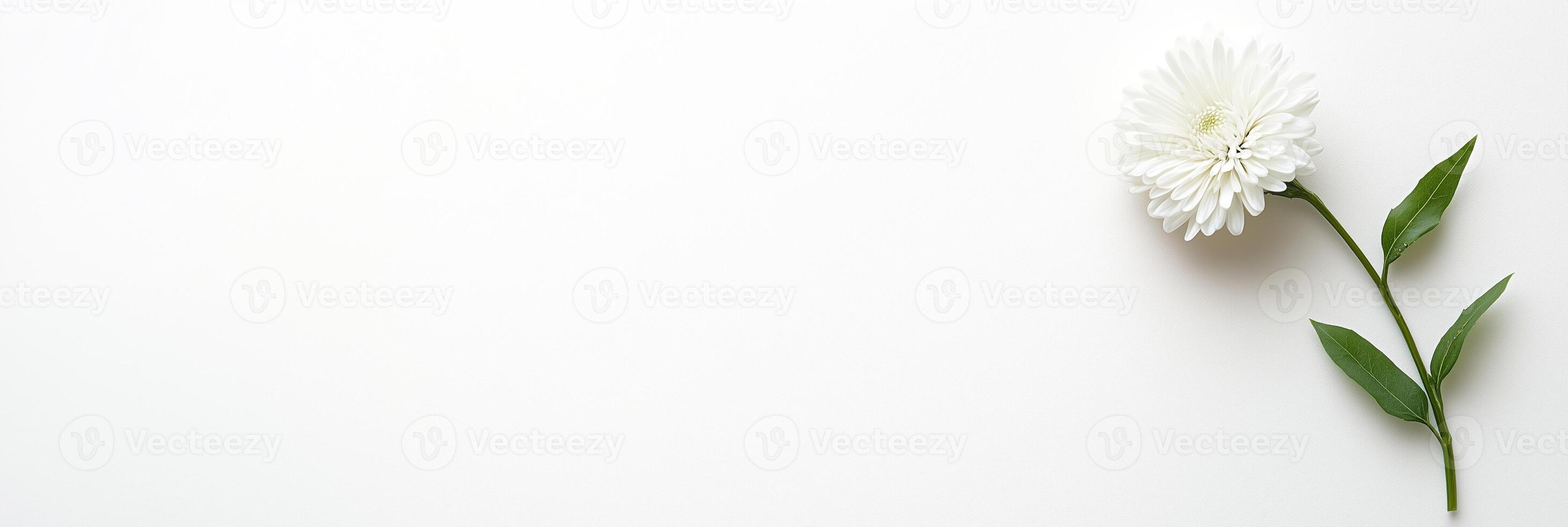 White flower on white background with copy space photo