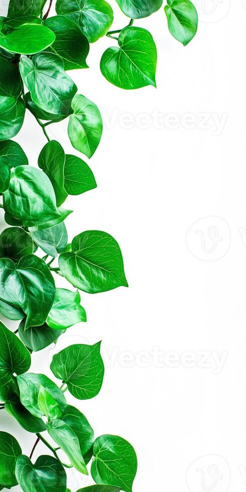 Green leaves on white background photo