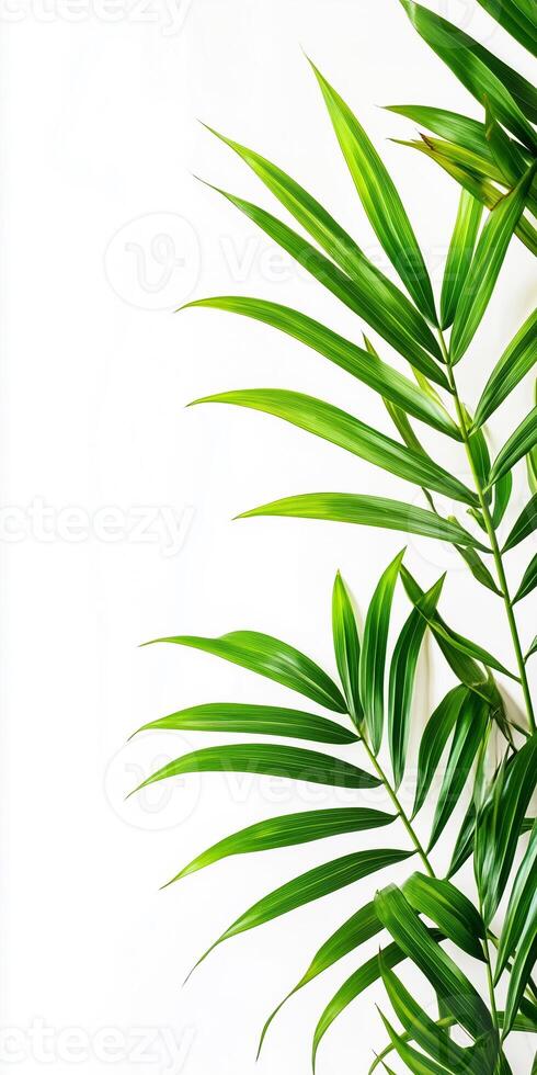 Green palm leaves on white background photo