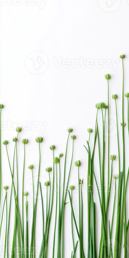 Green onions are arranged in a row on a white background photo