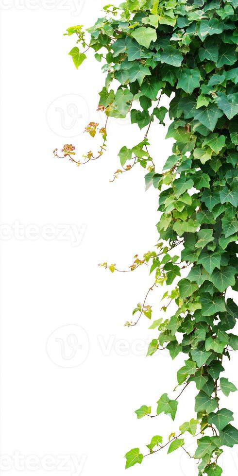 A vine growing on a white background photo