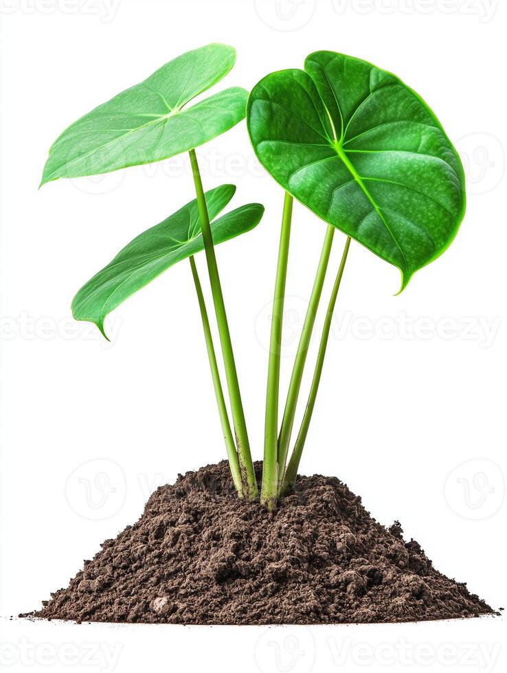 A plant with green leaves is sitting on top of dirt photo