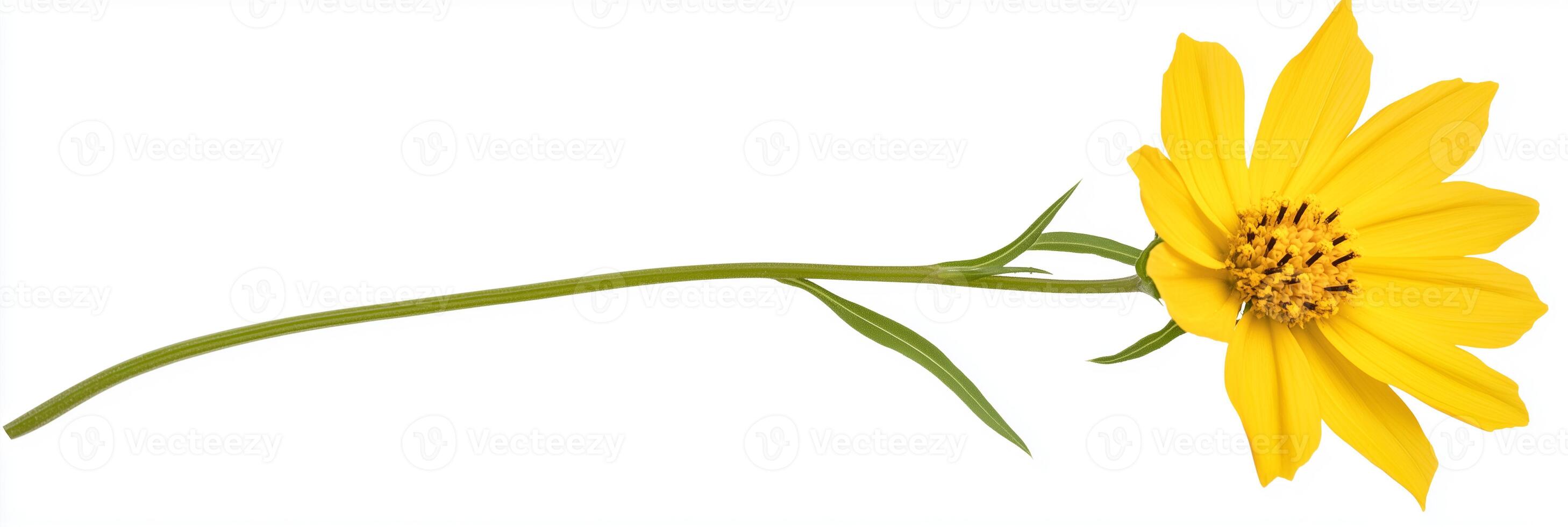 A single yellow flower is shown on a white background photo