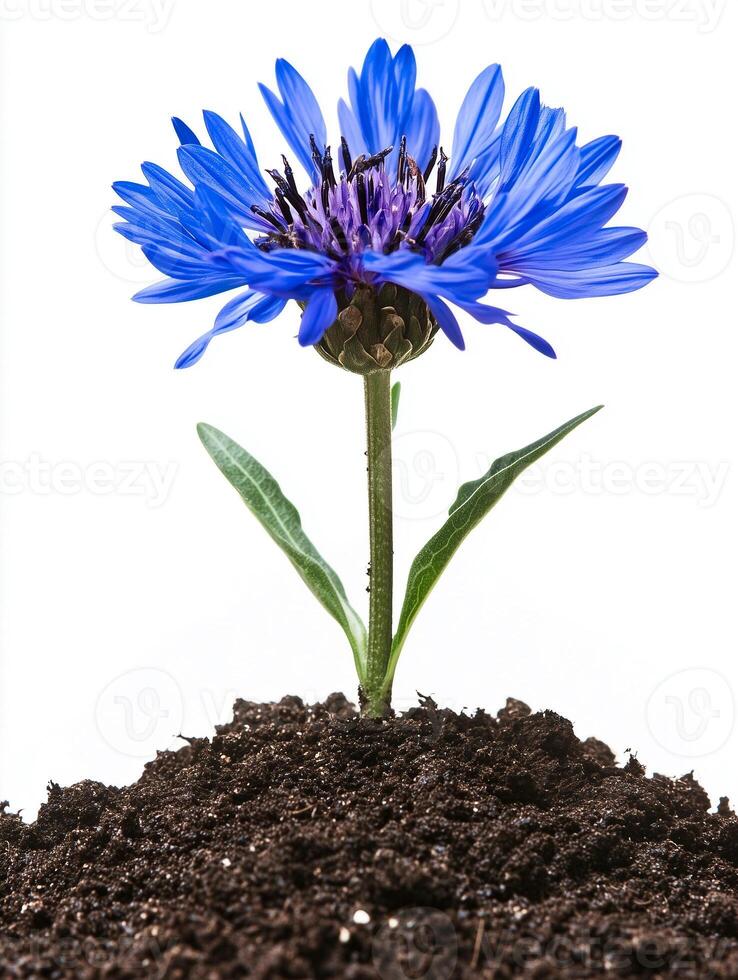 A blue flower is growing out of the ground photo