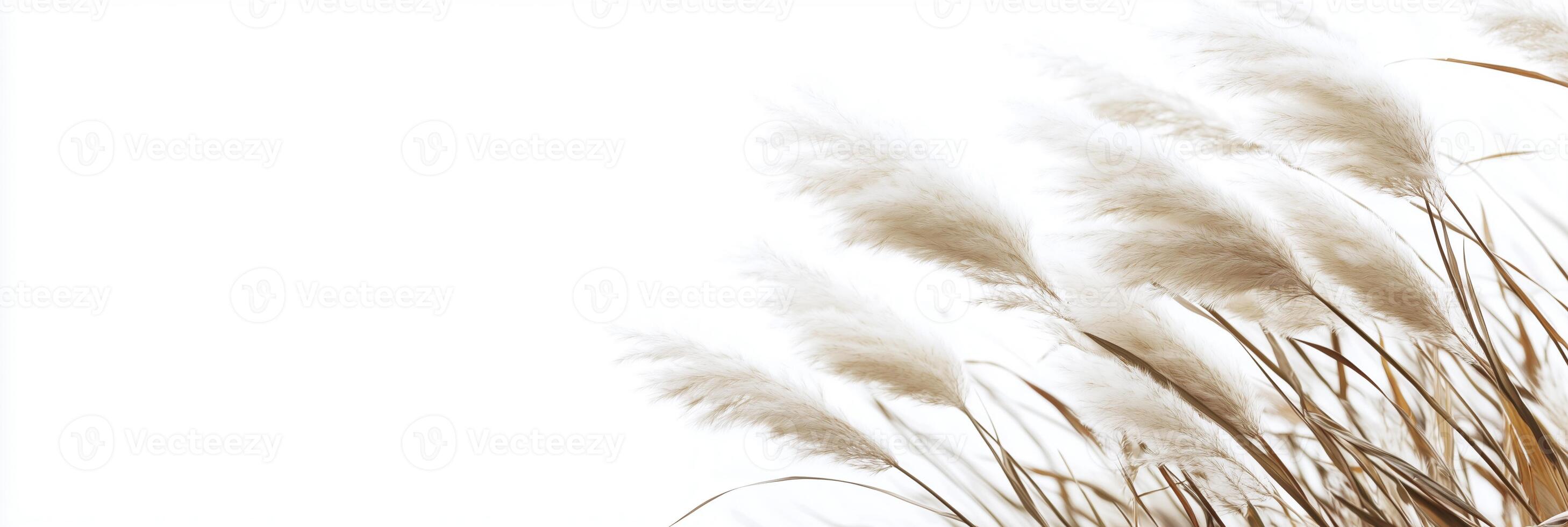 A close up of some tall grasses photo