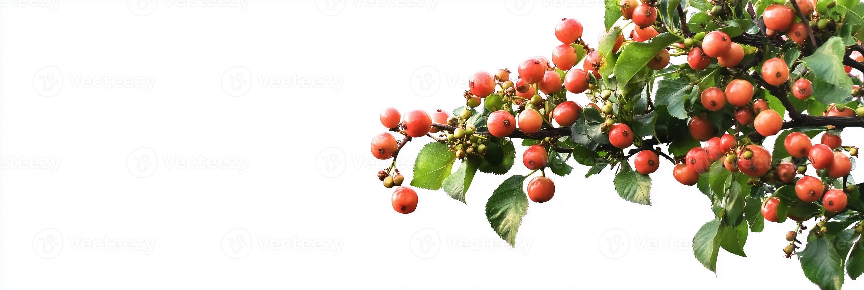 A tree with red fruits on it photo