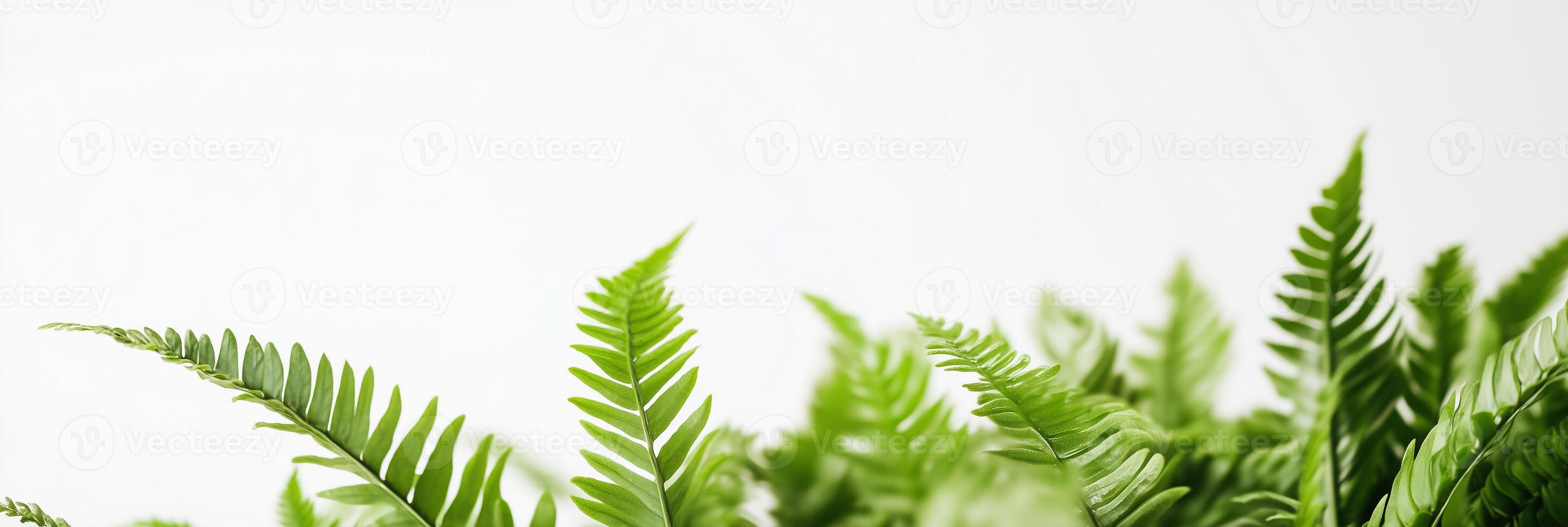 Green ferns on white background photo