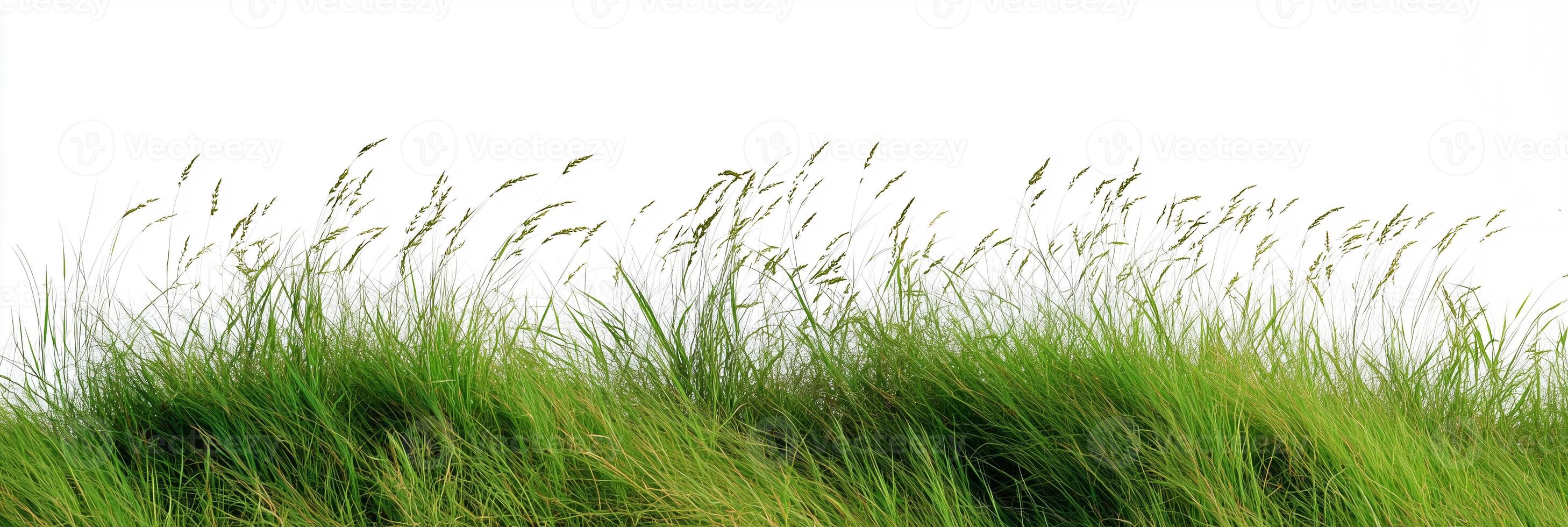A field of tall grasses with a white sky photo