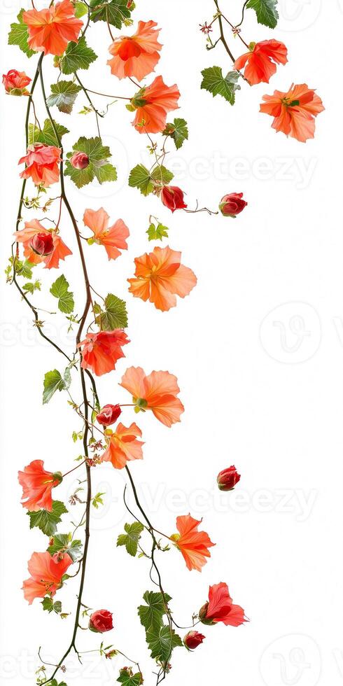 Orange flowers on a vine with leaves photo
