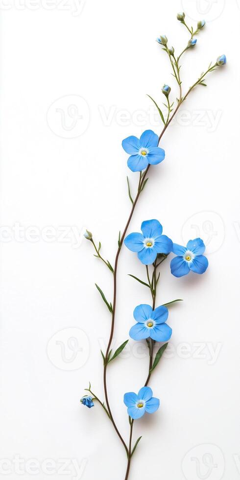 A branch of blue flowers on a white background photo