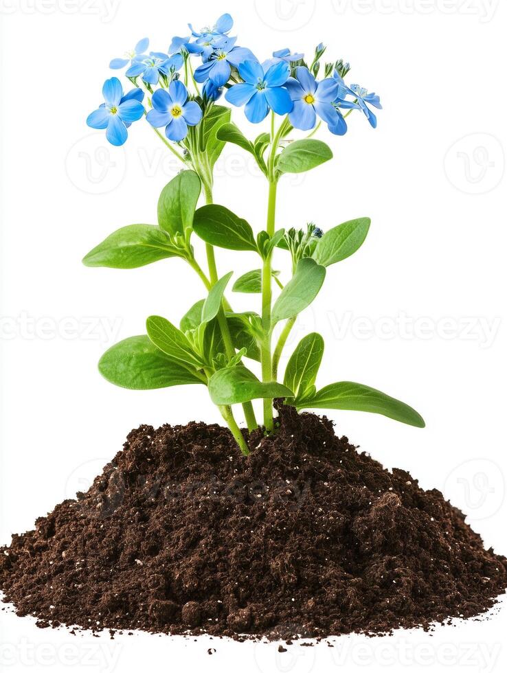 Forget me not flower in soil isolated on white background photo