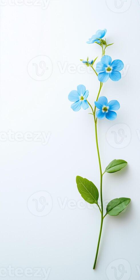 A single blue flower on a white background photo