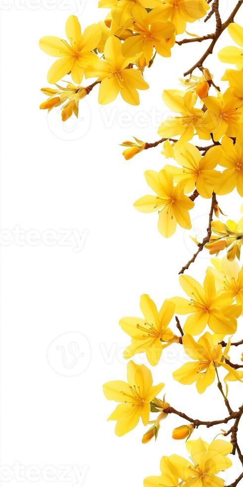 Yellow flowers on a branch with white background photo