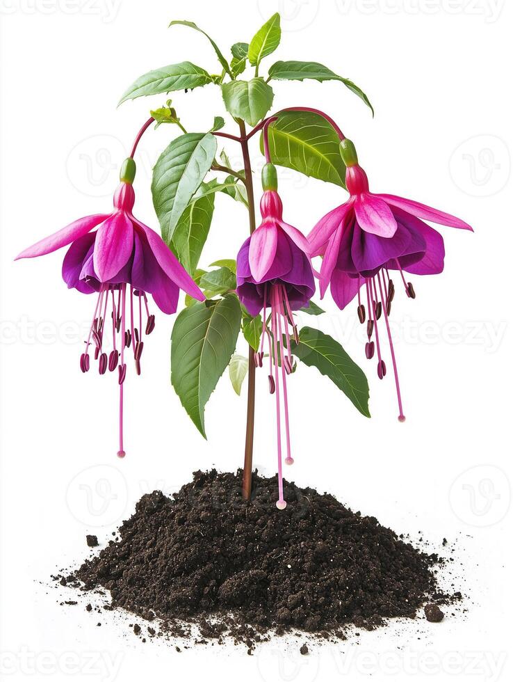 Fuchsia plant in soil with leaves and flowers photo