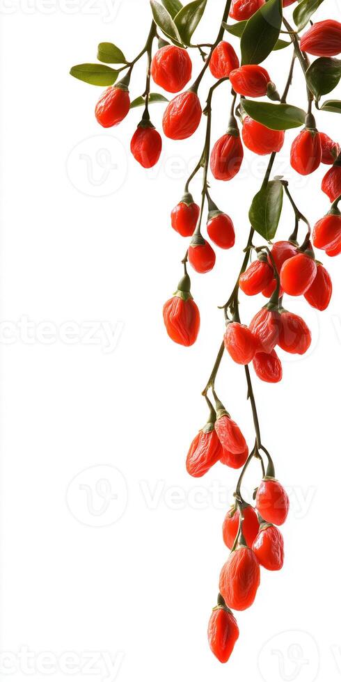 Goji berry on white background photo