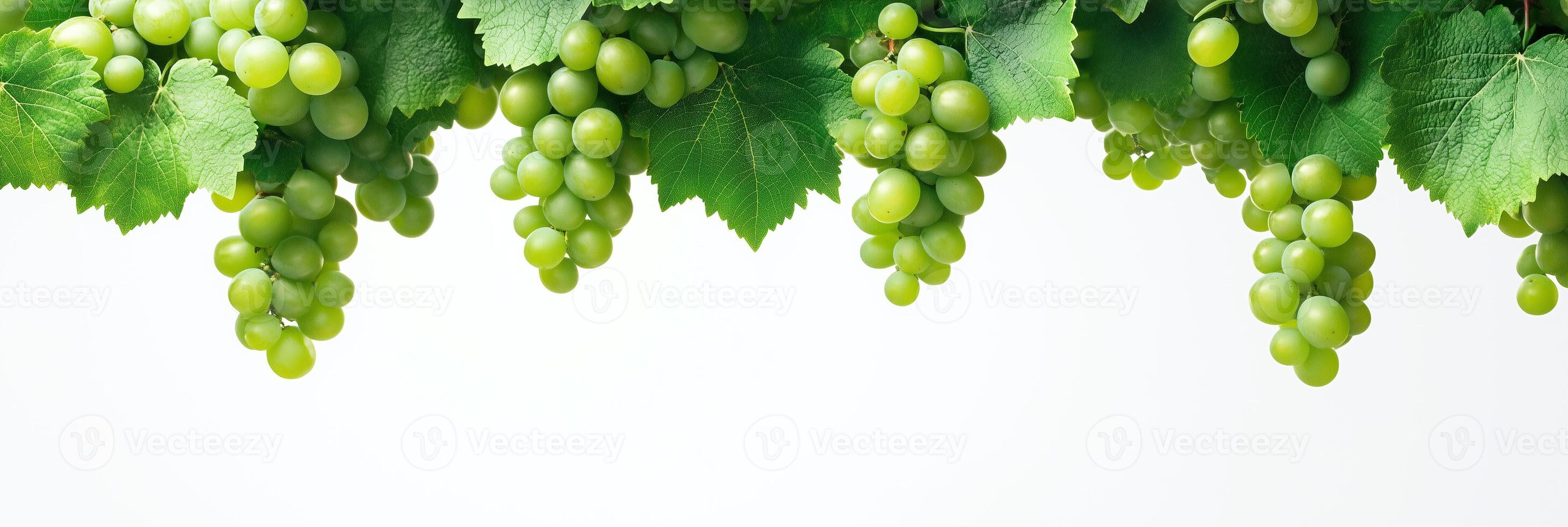 Grapes hanging from the vine on a white background photo